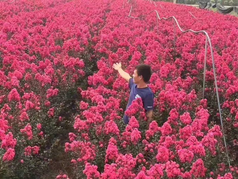 大红花紫薇苗，紫叶紫薇，三红紫薇，紫叶紫薇
