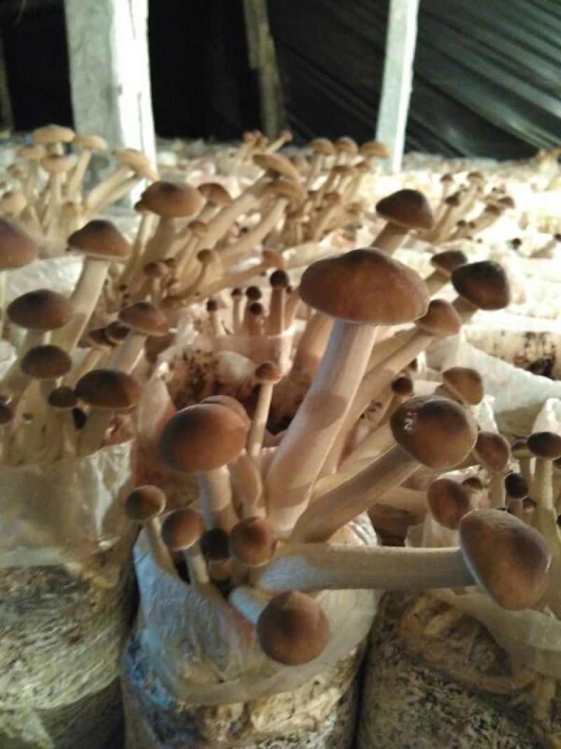 2018未开伞茶树菇出售