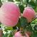 基地直销矮化苹果树苗价格红肉维那斯黄金苹果苗价格