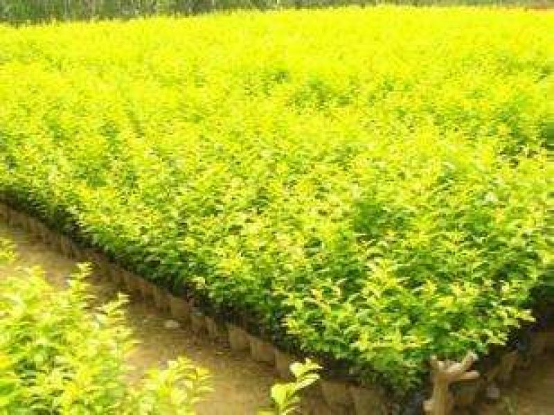 金叶榆金叶榆树苗杯苗金叶榆球高杆垂榆各种规格