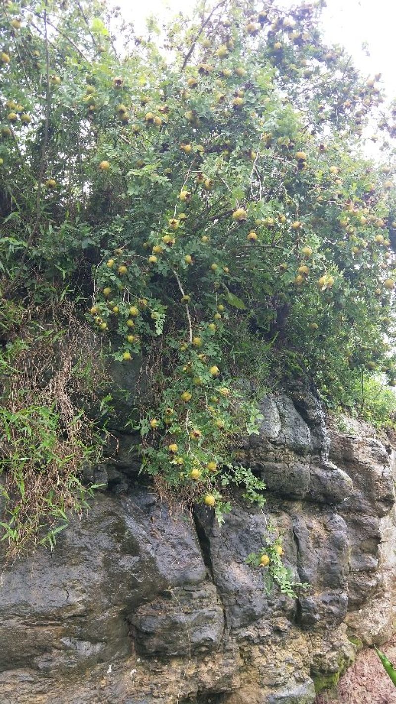 野生刺梨