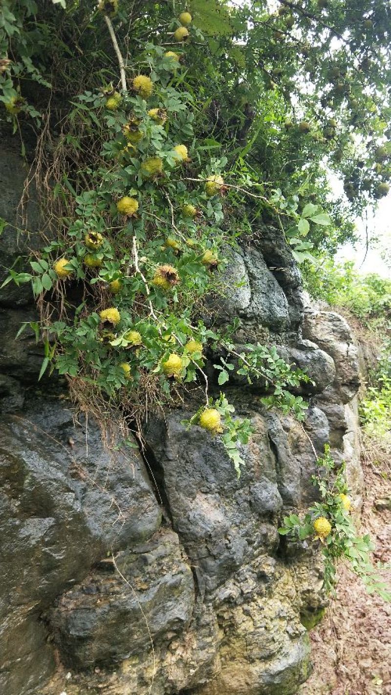 野生刺梨