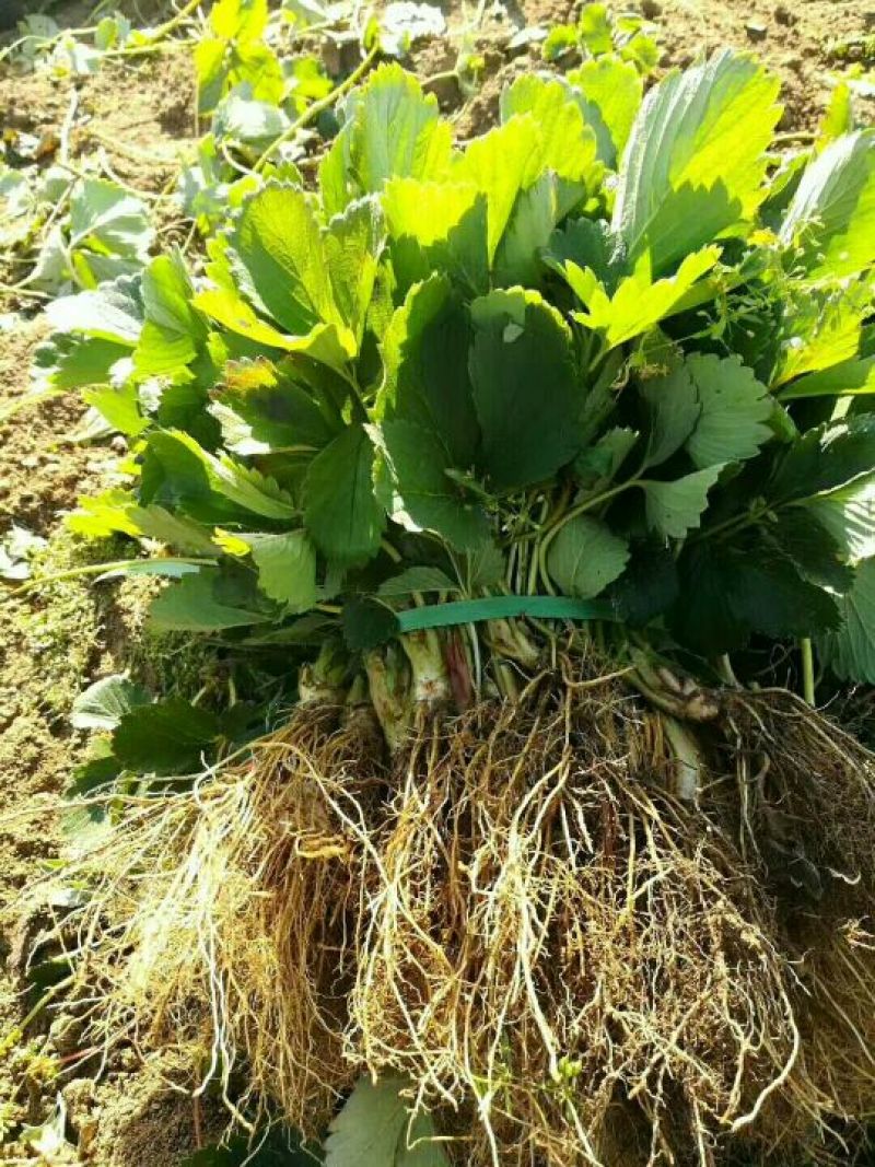 基地直销法兰地草莓苗三叶一芯草莓苗价格草莓苗批发