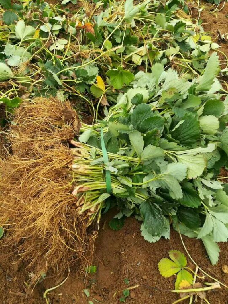 基地直销法兰地草莓苗三叶一芯草莓苗价格草莓苗批发