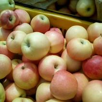 礼泉县嘎啦苹果，青果大量供应