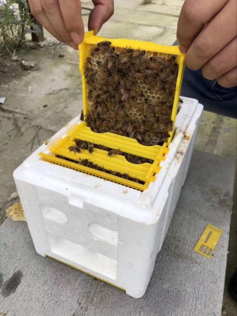 蜂箱小型蜂王交未箱育王箱包邮
