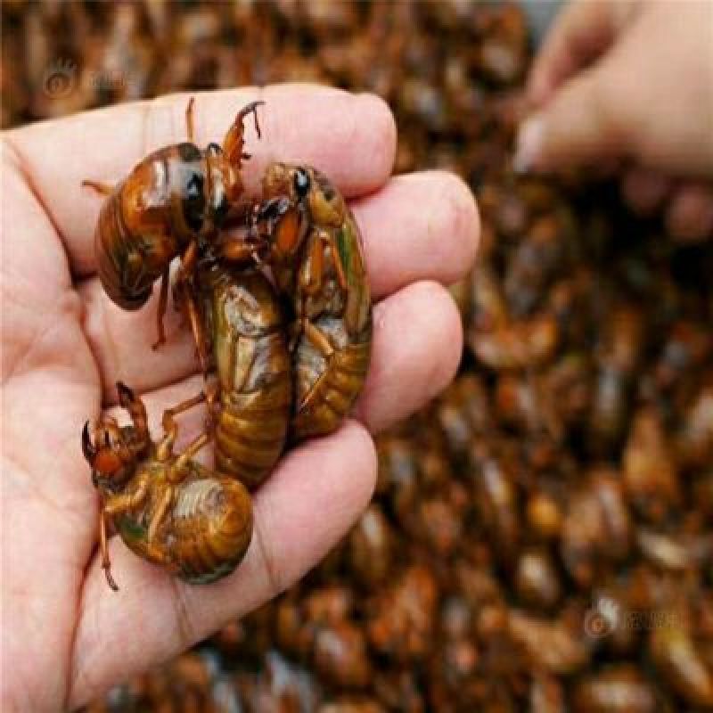 金蝉无水无冰新货纯野生一斤105个