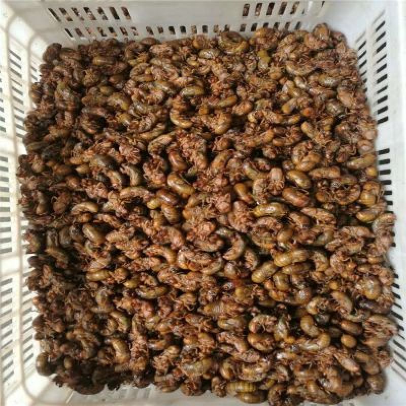 金蝉无水无冰新货纯野生一斤105个