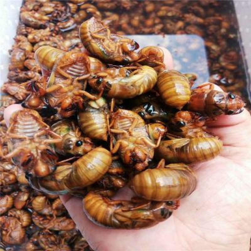 金蝉无水无冰新货纯野生一斤105个