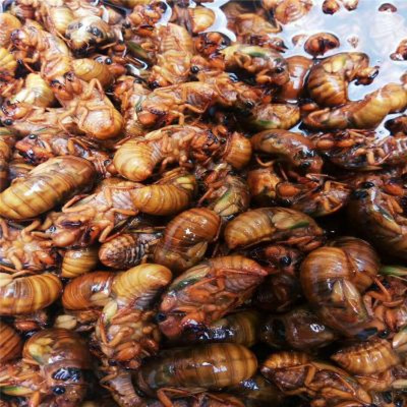 金蝉无水无冰新货纯野生一斤105个