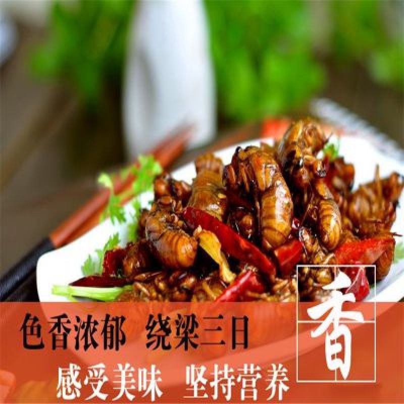 金蝉无水无冰新货纯野生一斤105个