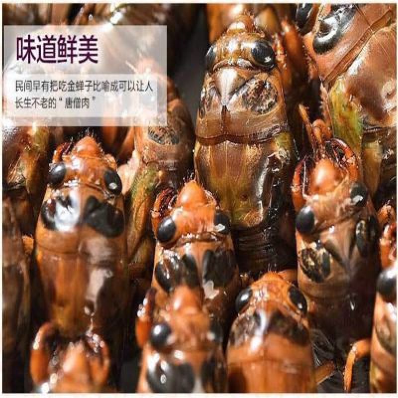 金蝉无水无冰新货纯野生一斤105个