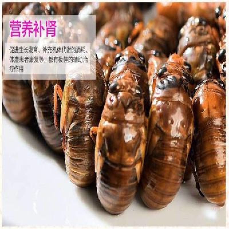 金蝉无水无冰新货纯野生一斤105个