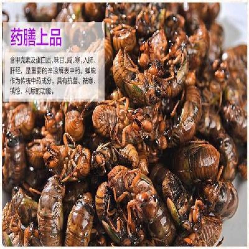 金蝉无水无冰新货纯野生一斤105个