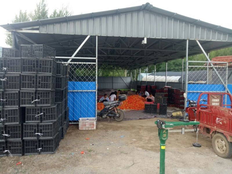 西红柿🍅🍅西红柿