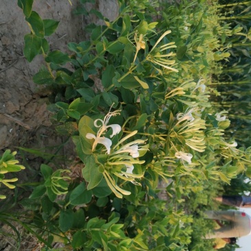 金银花苗