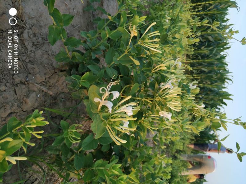 金银花苗