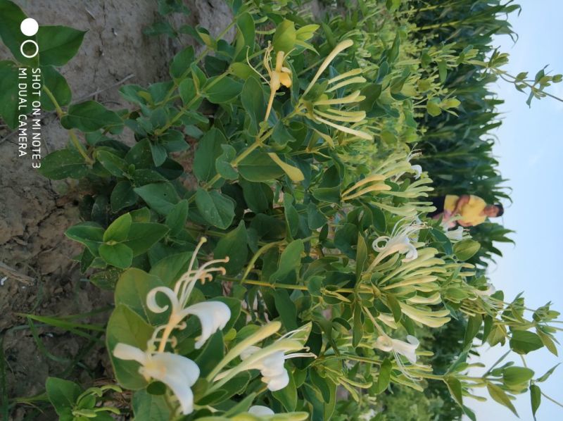金银花苗
