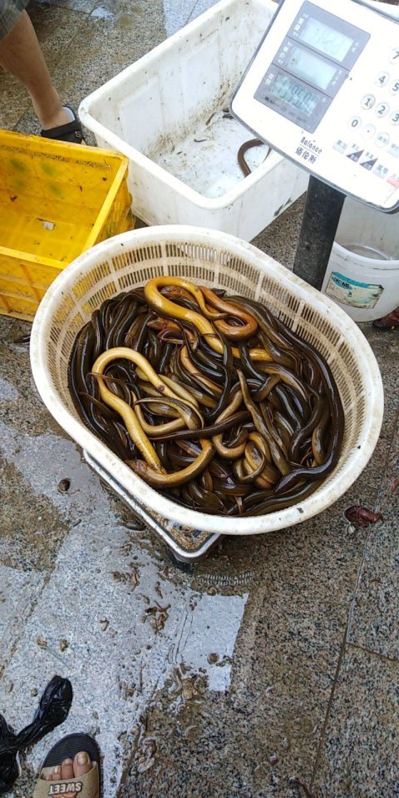 苏北纯ye生黄鳝，大量供应江浙沪地区，诚信经营，以质取胜