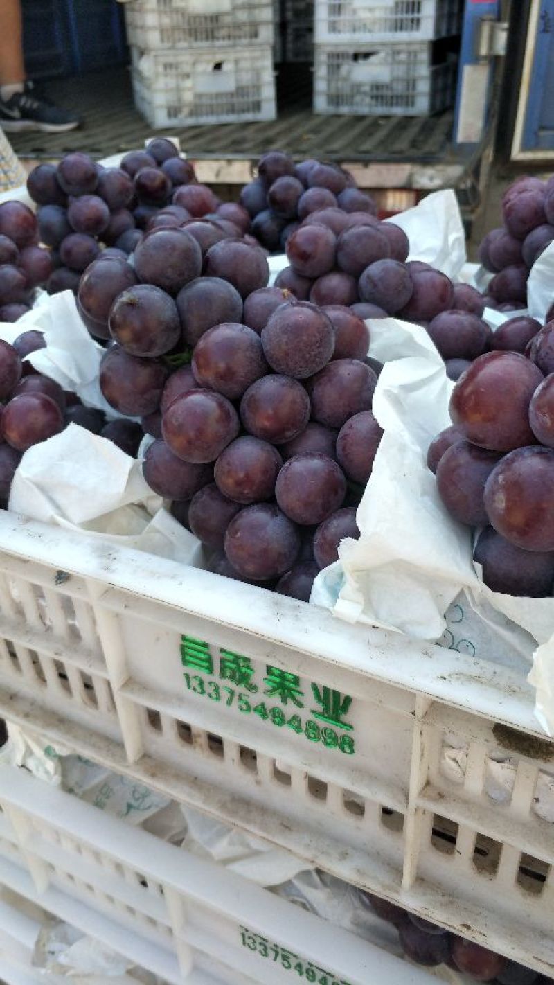 安徽省宿州市萧县夏黑葡萄，精品中的精品