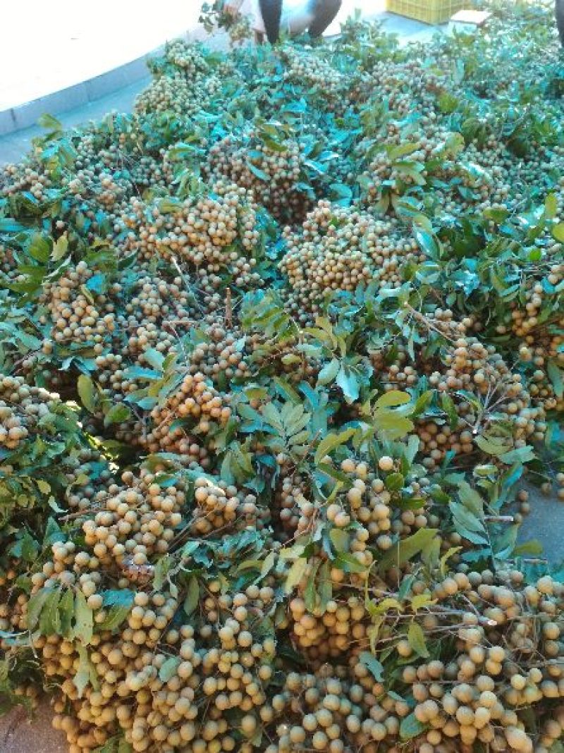 龙眼大量有货，石硖龙眼，储良龙眼