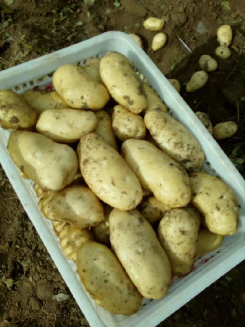 荷兰系列土豆大量上市