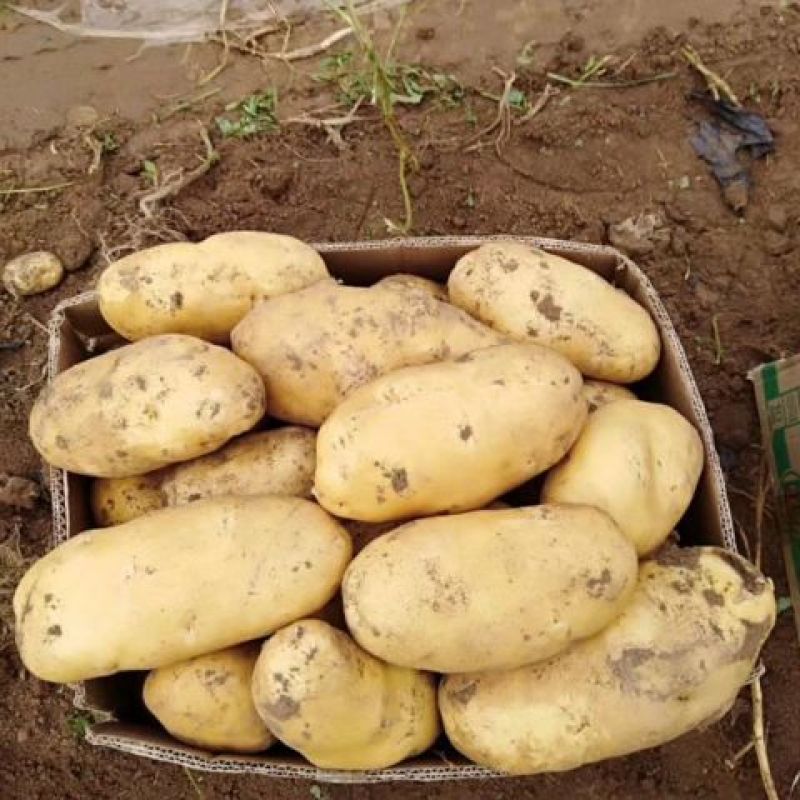 荷兰系列土豆大量上市