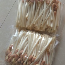 有机水培花生芽