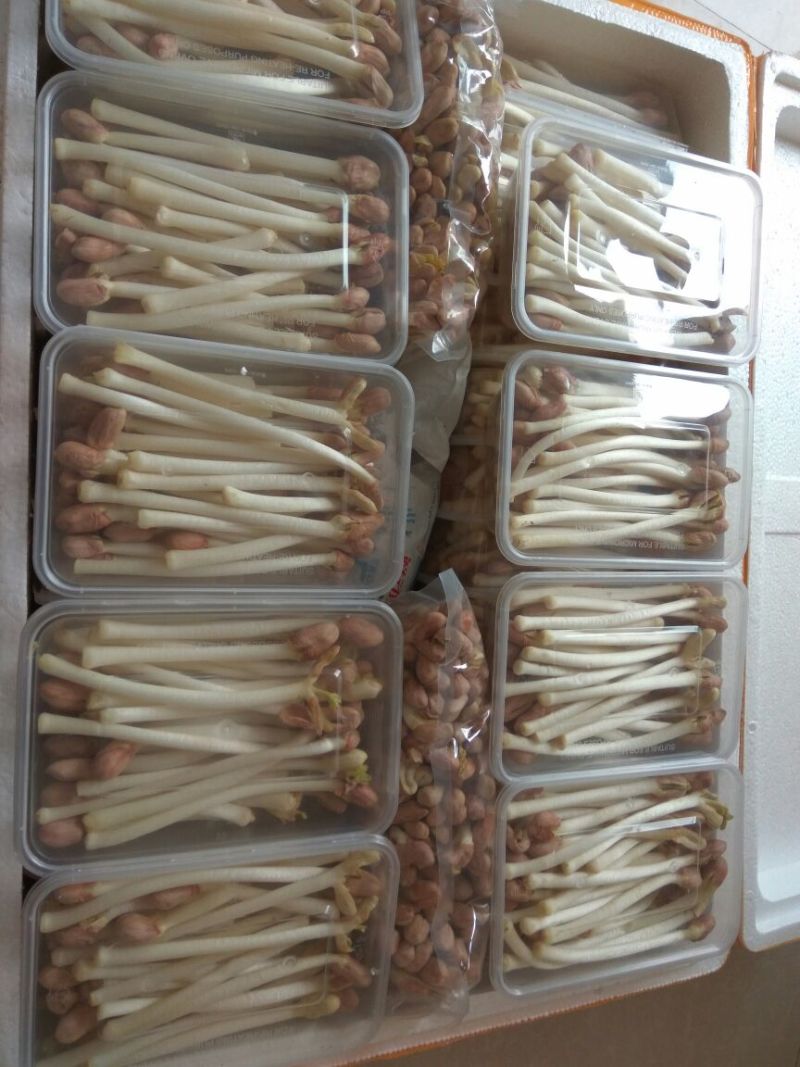 有机水培花生芽