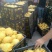 【实力推荐】精品翠冠梨产地直销全国发货保质保量！