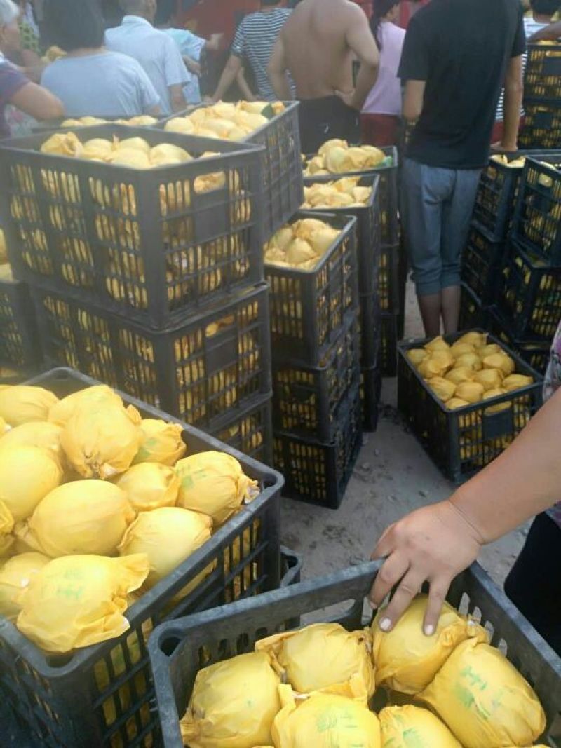 【实力推荐】精品翠冠梨产地直销全国发货保质保量！