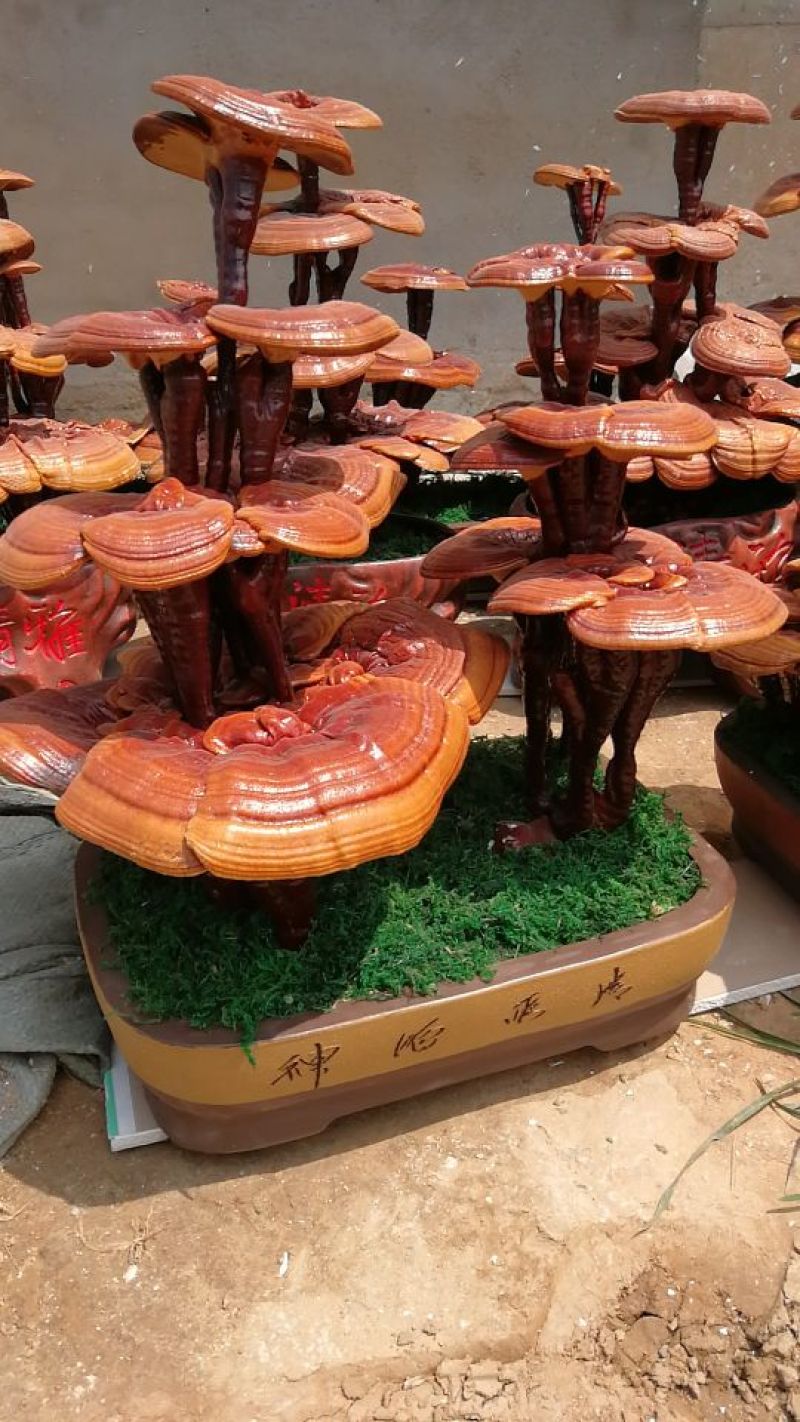 灵芝盆景
