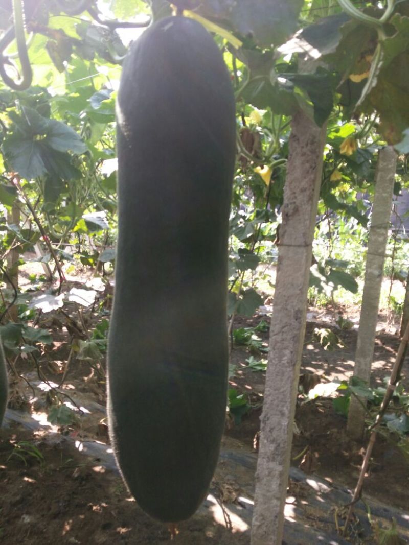 铁心黑皮吊冬瓜，个大，长，颜色好，耐运输