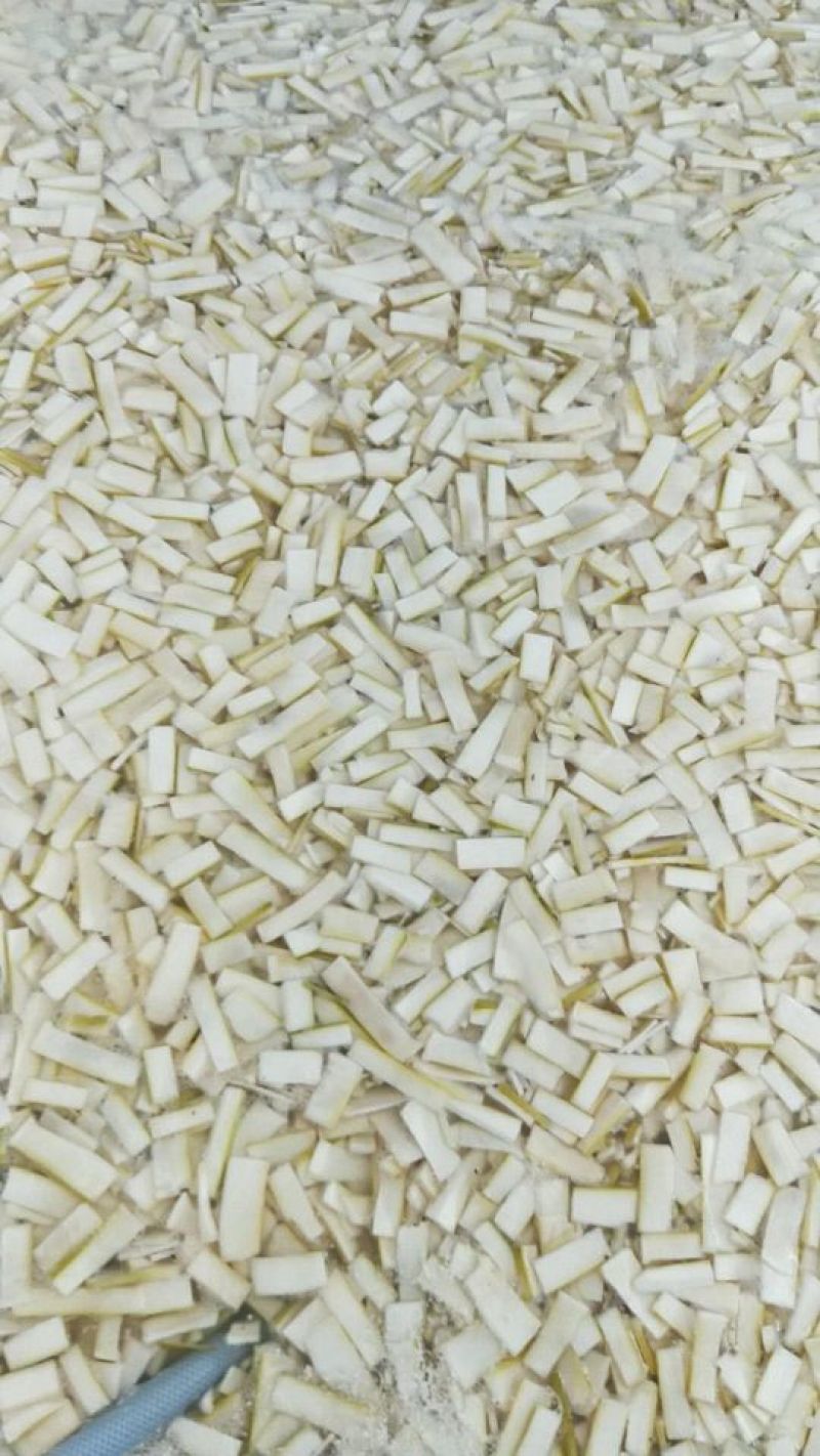 盐笋片笋片麻竹笋片鲜嫩爽口品质保证欢迎联系