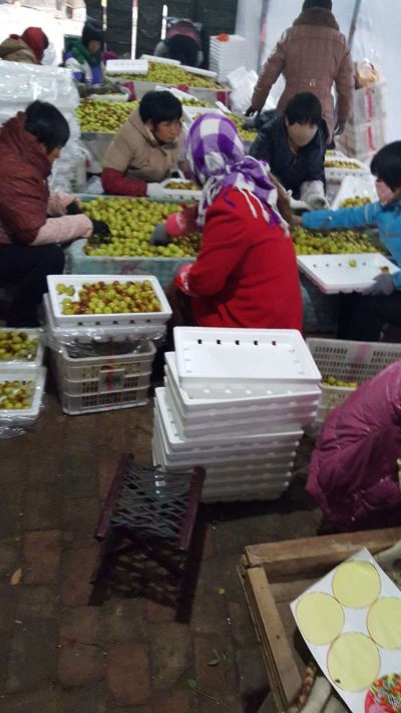 露天山东冬枣产地批发直供电商拼多多社区配送一件代发