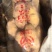 精品露天土豆3两以上精品