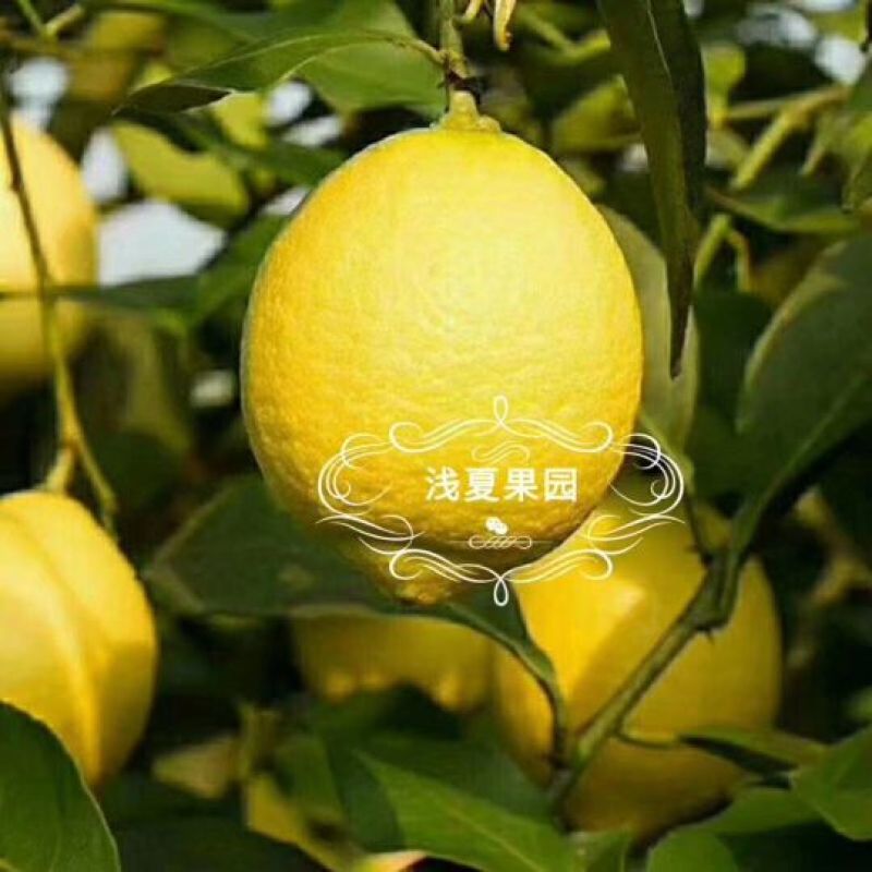 柠檬
