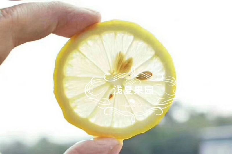 柠檬