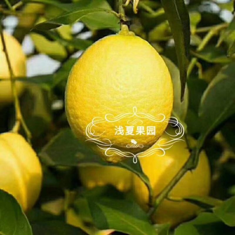 柠檬