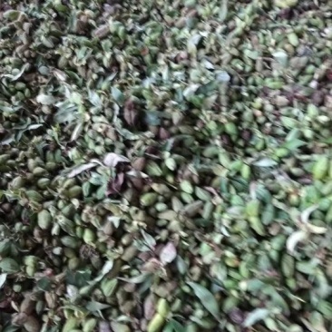 白芍种子，育苗用的新白芍籽