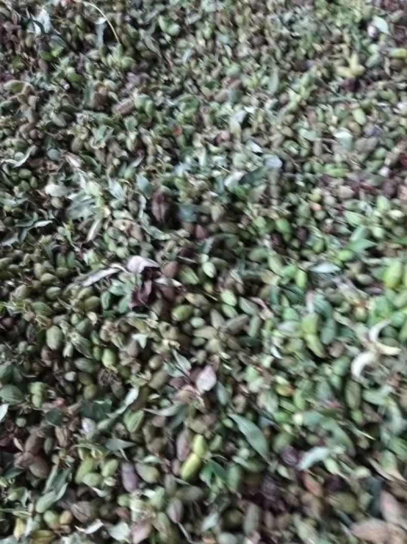 白芍种子，育苗用的新白芍籽