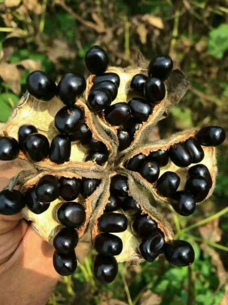 白芍种子，育苗用的新白芍籽