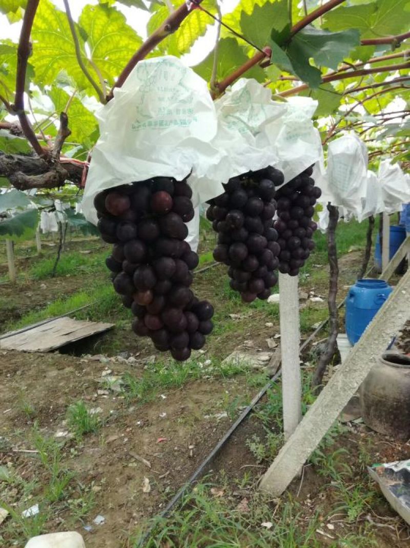 大量采摘价格优惠，成色如图