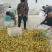 冬枣产地对接各大电商社区团购基地代收代办