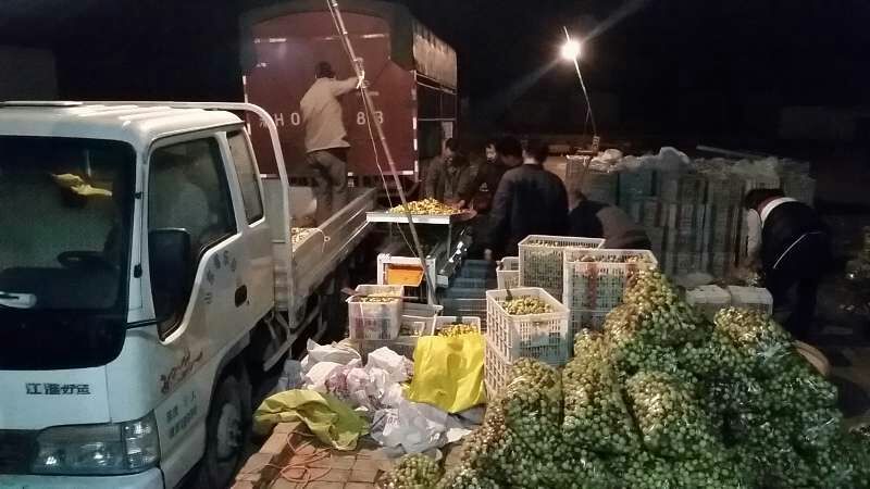 冬枣产地对接各大电商社区团购基地代收代办