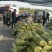 冬枣产地对接各大电商社区团购基地代收代办