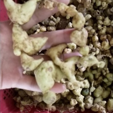 野生黄精干片