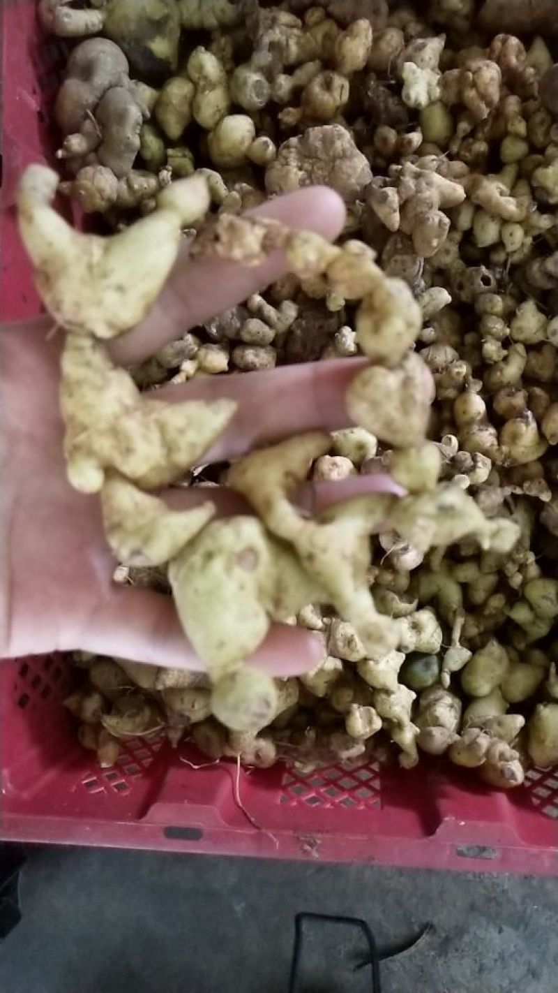 野生黄精干片