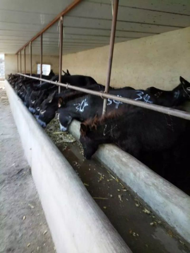 驴肉