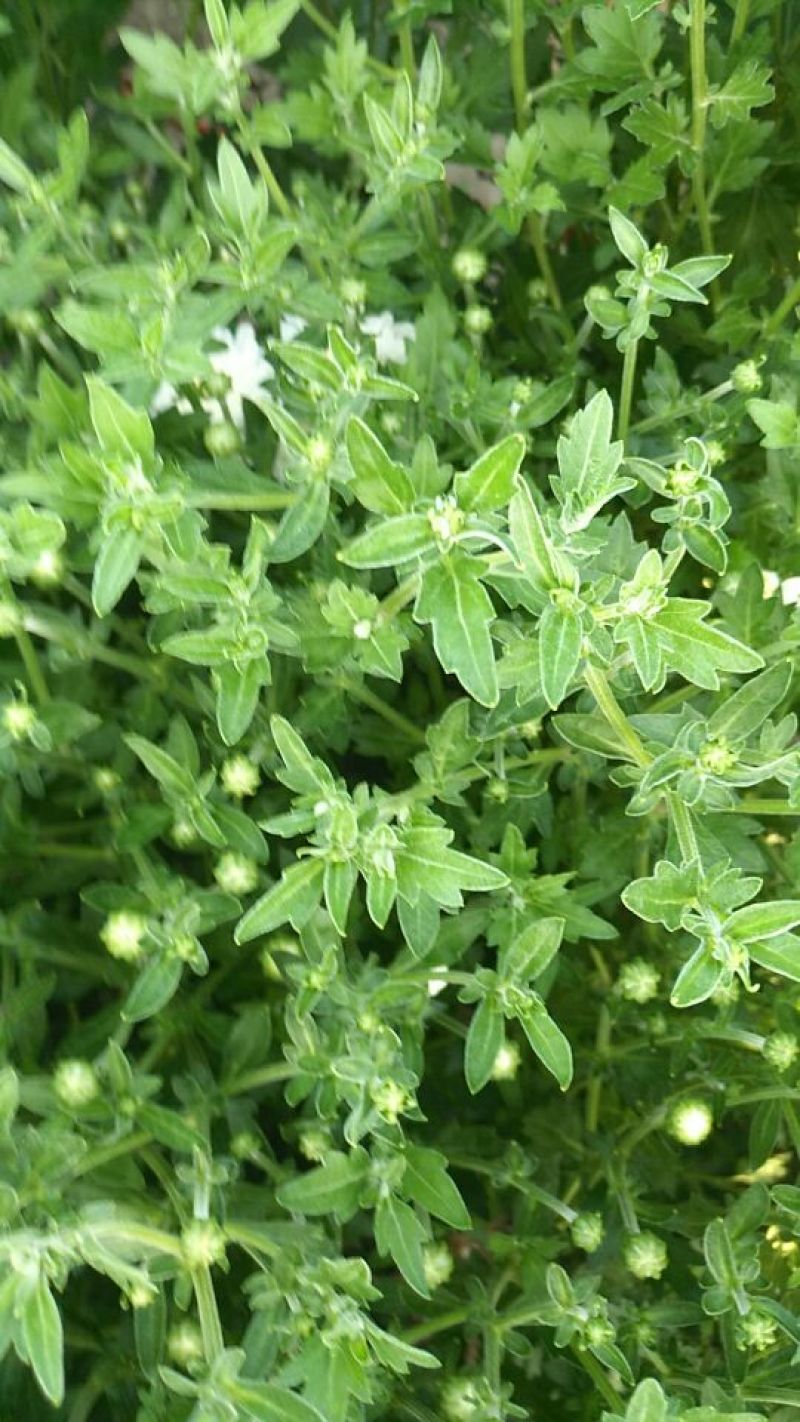 每天一杯菊花茶，让你轻松过夏天，需要的这